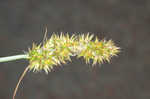 Oklahoma sedge